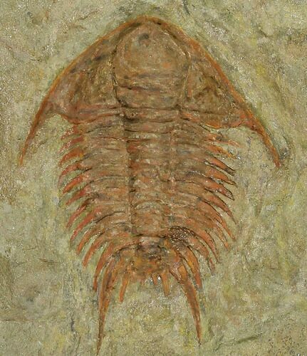 Foulonia Trilobite With Pos/Neg Split - Zagora, Morocco #130395